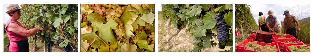 vendemmia nel Roero